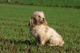 PTIT BASSET GRIFFON V.  030